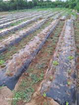 팜모닝 참깨·영농일지 게시글 이미지