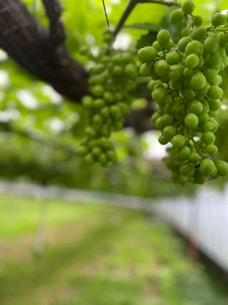 별@노래농장(정씨)님의 기타작물 · 영농일지 작성글 사진