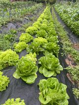 팜모닝 벼·영농일지 게시글 이미지