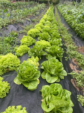 별@노래농장(정씨)님의 벼 · 영농일지 작성글 사진