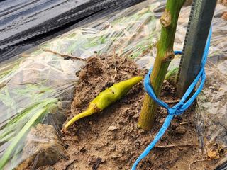 꿀복이농장님의 복숭아 · 자유게시판 작성글 사진