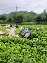 팜모닝 기타작물·영농일지 게시글 이미지