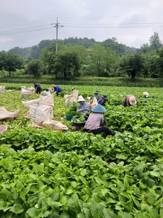 임석진님의 기타작물 · 영농일지 작성글 사진