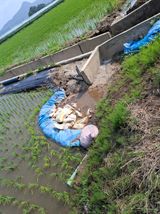 팜모닝 기타작물·영농일지 게시글 이미지