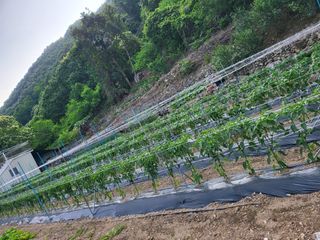 유경임님의 고추 · 영농일지 작성글 사진