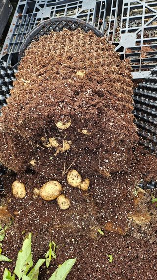 김세용님의 감자 · 영농일지 작성글 사진