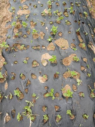 최남옥님의 기타작물 · 영농일지 작성글 사진