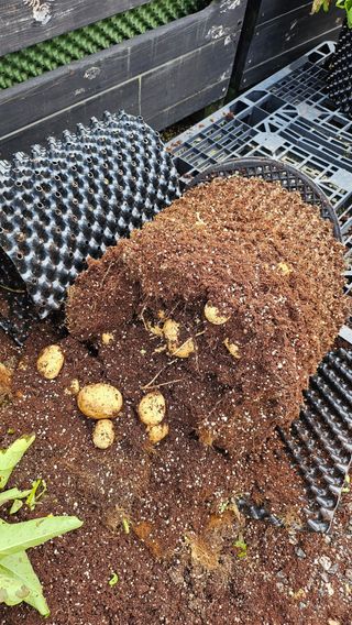 김세용님의 감자 · 영농일지 작성글 사진