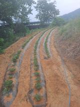 팜모닝 기타작물·영농일지 게시글 이미지