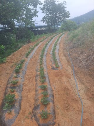 고수가되기까지님의 기타작물 · 영농일지 작성글 사진