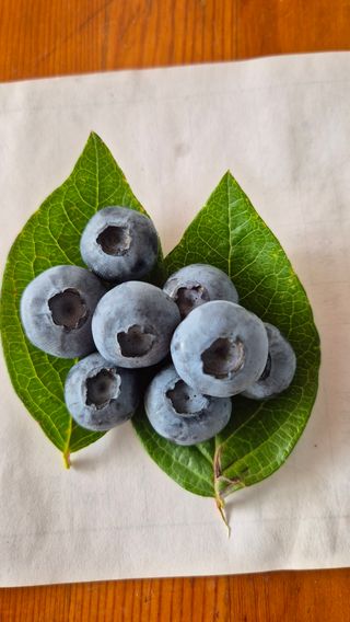 김기자(흰구름농원)님의 블루베리 · 영농일지 작성글 사진