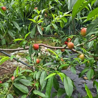 양배추21889님의 복숭아 · 영농일지 작성글 사진