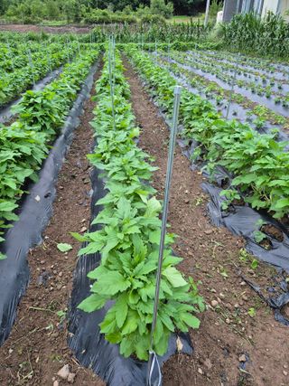 농부님.모두.모두힘님의 기타작물 · 영농일지 작성글 사진