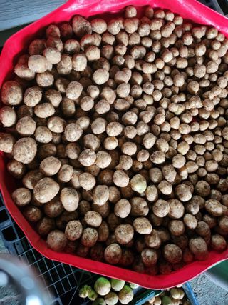 어명순님의 감자 · 영농일지 작성글 사진