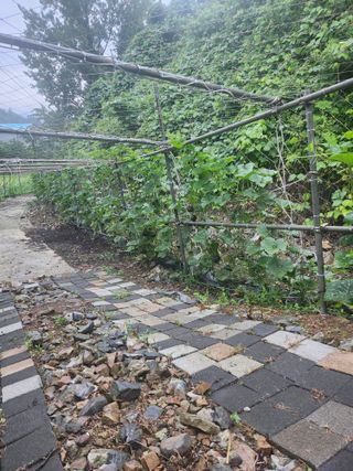 조령농장윤효라님의 기타작물 · 영농일지 작성글 사진