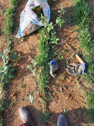 최유순님의 기타작물 · 영농일지 작성글 사진