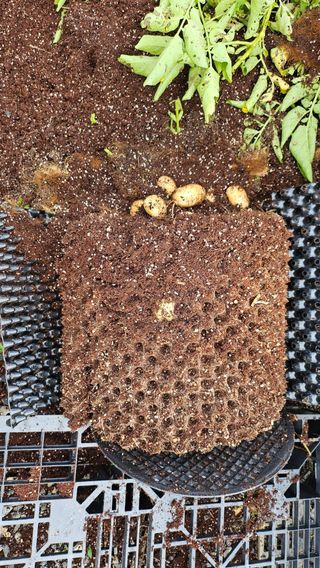 김세용님의 감자 · 영농일지 작성글 사진