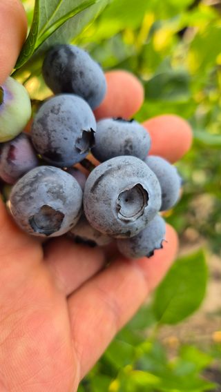 김기자(흰구름농원)님의 블루베리 · 영농일지 작성글 사진