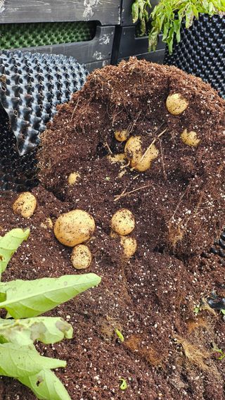 김세용님의 감자 · 영농일지 작성글 사진