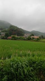 팜모닝 벼·영농일지 게시글 이미지