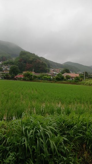 마진배님의 벼 · 영농일지 작성글 사진