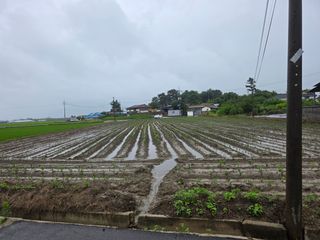 김제서리테님의 기타작물 · 영농일지 작성글 사진