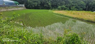 초보농부님의 벼 · 영농일지 작성글 사진