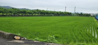 박성준님의 벼 · 영농일지 작성글 사진