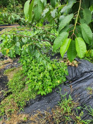 체리농원님의 기타작물 · 영농일지 작성글 사진