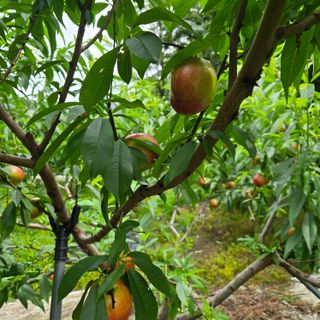 양배추21889님의 복숭아 · 영농일지 작성글 사진