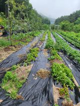 팜모닝 기타작물·영농일지 게시글 이미지