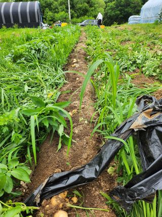 어명순님의 감자 · 영농일지 작성글 사진