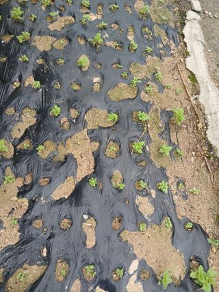 최남옥님의 기타작물 · 영농일지 작성글 사진