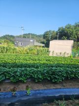 팜모닝 고구마·영농일지 게시글 이미지