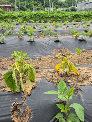 농부님.모두.모두힘님의 기타작물 · 영농일지 작성글 사진