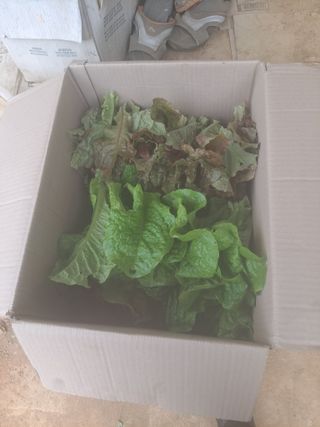 고수가되기까지님의 기타작물 · 영농일지 작성글 사진