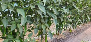 손봉규님의 기타작물 · 영농일지 작성글 사진