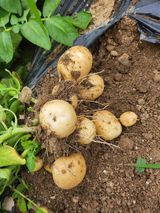 팜모닝 감자·영농일지 게시글 이미지