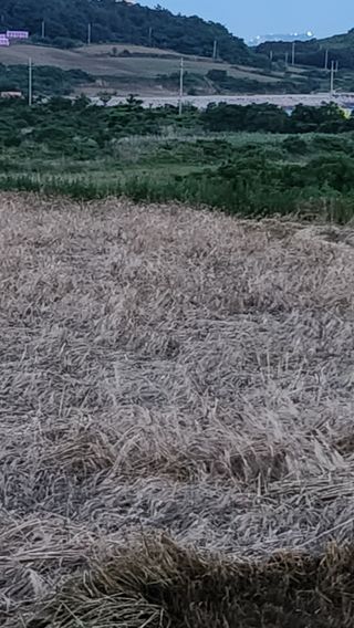 팜블리분매리농윈님의 기타작물 · 영농일지 작성글 사진