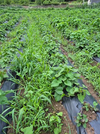 농부님.모두.모두힘님의 기타작물 · 영농일지 작성글 사진