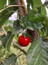 팜모닝 기타작물·영농일지 게시글 이미지