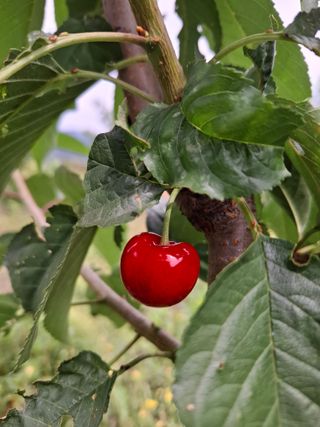 Ko01647283님의 기타작물 · 영농일지 작성글 사진