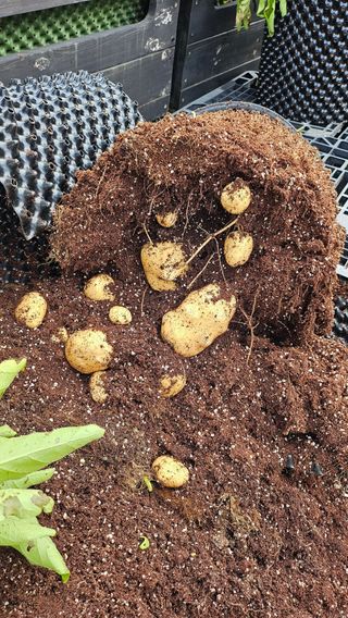 김세용님의 감자 · 영농일지 작성글 사진