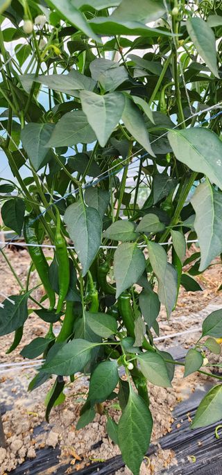 손봉규님의 기타작물 · 영농일지 작성글 사진