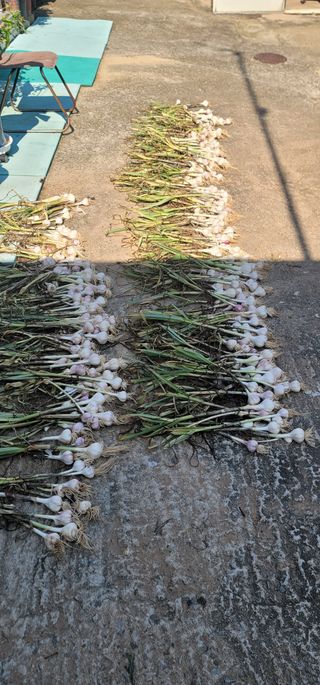 이남수진천님의 마늘 · 영농일지 작성글 사진