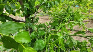 남상호 님의 기타작물 · 영농일지 작성글 사진