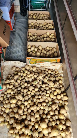 남상호 님의 감자 · 영농일지 작성글 사진