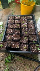 팜모닝 기타작물·영농일지 게시글 이미지