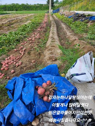 강성복님의 기타작물 · 영농일지 작성글 사진