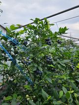 팜모닝 기타작물·영농일지 게시글 이미지